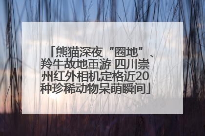 熊猫深夜“圈地”、羚牛故地重游 四川崇州红外相机定格近20种珍稀动物呆萌瞬间