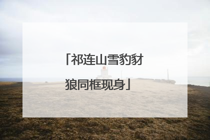 祁连山雪豹豺狼同框现身