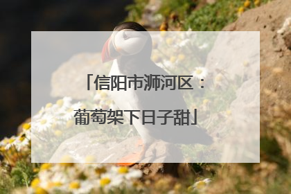 信阳市浉河区：葡萄架下日子甜