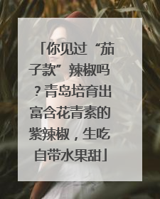 你见过“茄子款”辣椒吗？青岛培育出富含花青素的紫辣椒，生吃自带水果甜