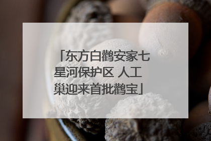 东方白鹳安家七星河保护区 人工巢迎来首批鹳宝