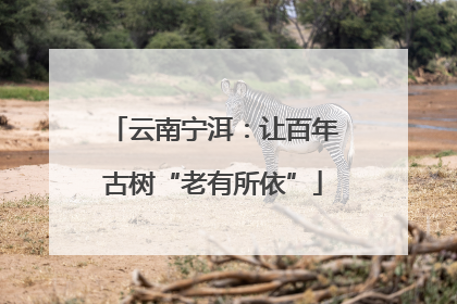 云南宁洱：让百年古树“老有所依”