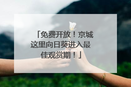 免费开放！京城这里向日葵进入最佳观赏期！