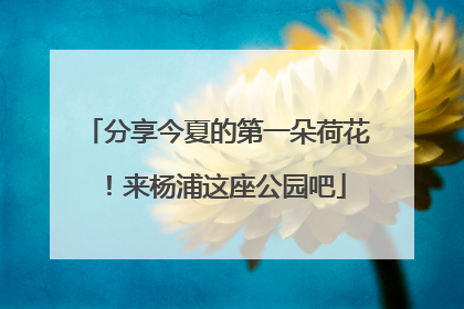 分享今夏的第一朵荷花！来杨浦这座公园吧
