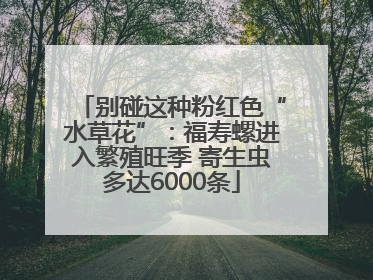 别碰这种粉红色“水草花”：福寿螺进入繁殖旺季 寄生虫多达6000条