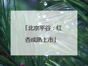 北京平谷：红杏成熟上市