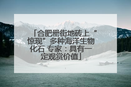 合肥罍街地砖上“惊现”多种海洋生物化石 专家：具有一定观赏价值