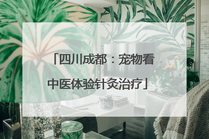 四川成都：宠物看中医体验针灸治疗