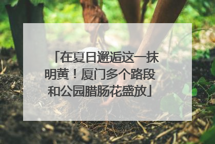 在夏日邂逅这一抹明黄！厦门多个路段和公园腊肠花盛放