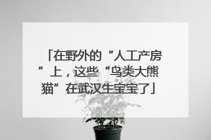 在野外的“人工产房”上，这些“鸟类大熊猫”在武汉生宝宝了