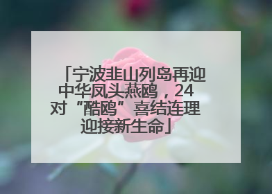 宁波韭山列岛再迎中华凤头燕鸥，24对“酷鸥”喜结连理迎接新生命
