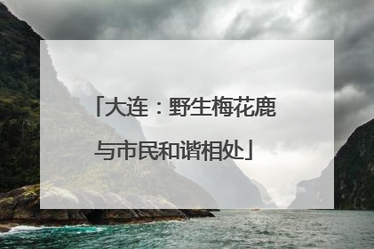 大连：野生梅花鹿与市民和谐相处