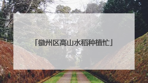 徽州区高山水稻种植忙