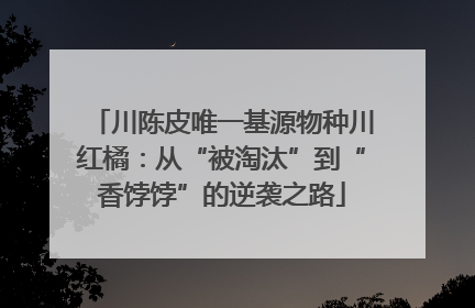川陈皮唯一基源物种川红橘：从“被淘汰”到“香饽饽”的逆袭之路