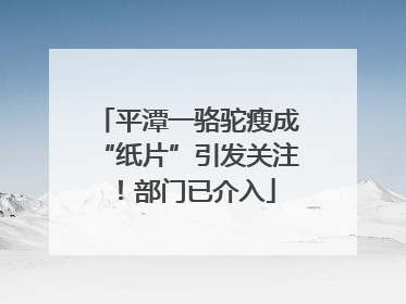 平潭一骆驼瘦成“纸片”引发关注！部门已介入