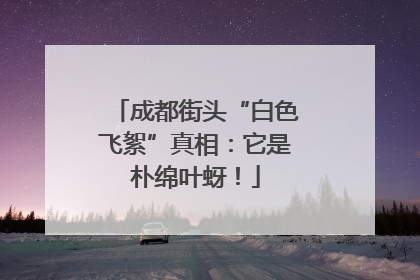 成都街头“白色飞絮”真相：它是朴绵叶蚜！