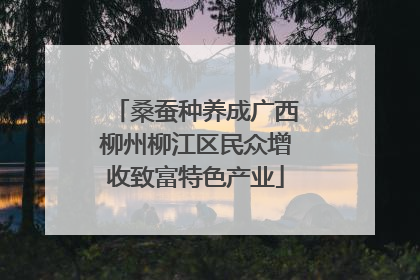 桑蚕种养成广西柳州柳江区民众增收致富特色产业
