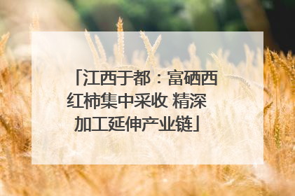 江西于都：富硒西红柿集中采收 精深加工延伸产业链