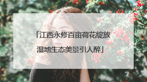 江西永修百亩荷花绽放 湿地生态美景引人醉