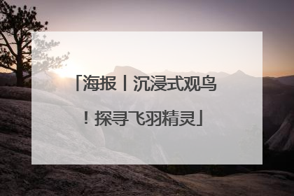 海报丨沉浸式观鸟！探寻飞羽精灵