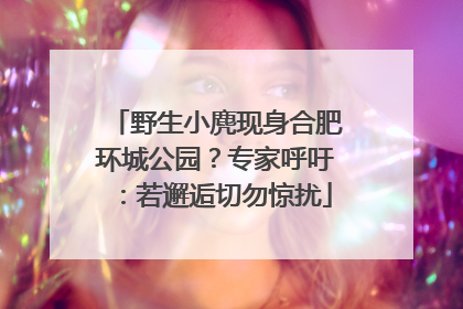 野生小麂现身合肥环城公园？专家呼吁：若邂逅切勿惊扰