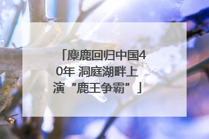 麋鹿回归中国40年 洞庭湖畔上演“鹿王争霸”