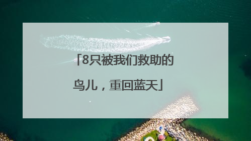 8只被我们救助的鸟儿，重回蓝天